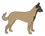 Belgian Malinois