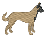 Belgian Malinois