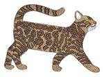 Bengal Cat