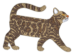 Bengal Cat