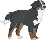 Bernese Mountain Dog