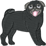 Black Pug