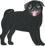 Black Pug