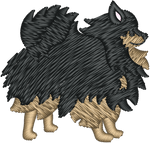 Black and Tan Pomeranian