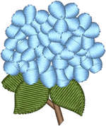 Blue Hydrangea