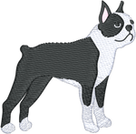Boston Terrier
