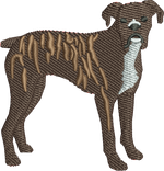 Brindle Boxer 1
