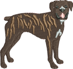 Brindle Boxer 2
