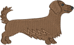 Brown Longhair Dachshund