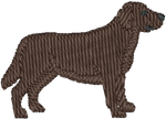Chocolate Lab
