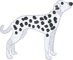 Dalmatian 