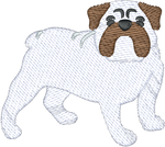 English Bulldog