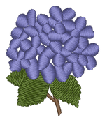 Purple Hydrangea
