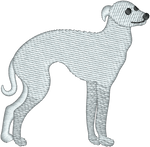 Italian Greyhound