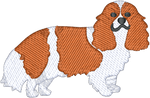 Orange Cavalier