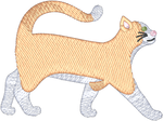 Short Hair Orange and White Cat