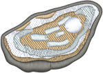 Oyster