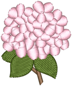 Pink Hydrangea
