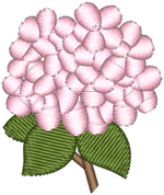 Pink Hydrangea