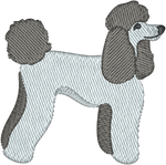 Poodle