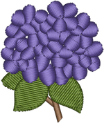 Purple Hydrangea