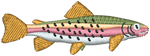 Rainbow Trout