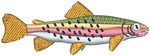 Rainbow Trout