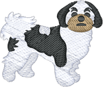 Shorthair Shih Tzu 