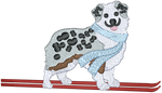 Ski Aussie Shepherd