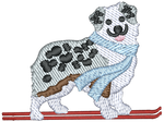 Ski Aussie Shepherd