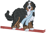 Ski Bernadoodle