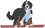 Ski Bernedoodle