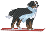 Ski Bernese Mountain Dog