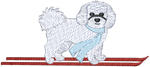 Ski Bichon Frise