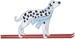 Ski Dalmatian