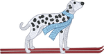 Ski Dalmatian