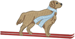 Ski Golden Retriever