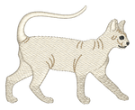 Sphynx Cat
