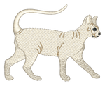 Sphynx Cat
