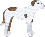 Spotted Pit Bull