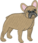 Tan Frenchie