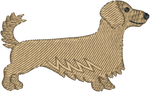 Tan Longhair Dachshund