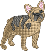 Tan and Dark Grey Frenchie