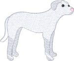 White Pit Bull